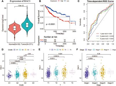 WGCNA, LASSO and SVM Algorithm Revealed RAC1 Correlated M0 Macrophage and the Risk Score to Predict the Survival of Hepatocellular Carcinoma Patients